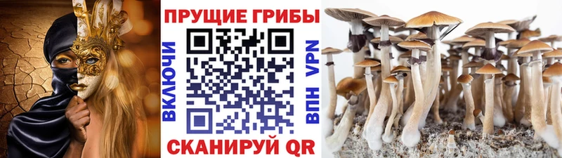 Купить где  Волчанск  Псилоцибиновые грибы мицелий 